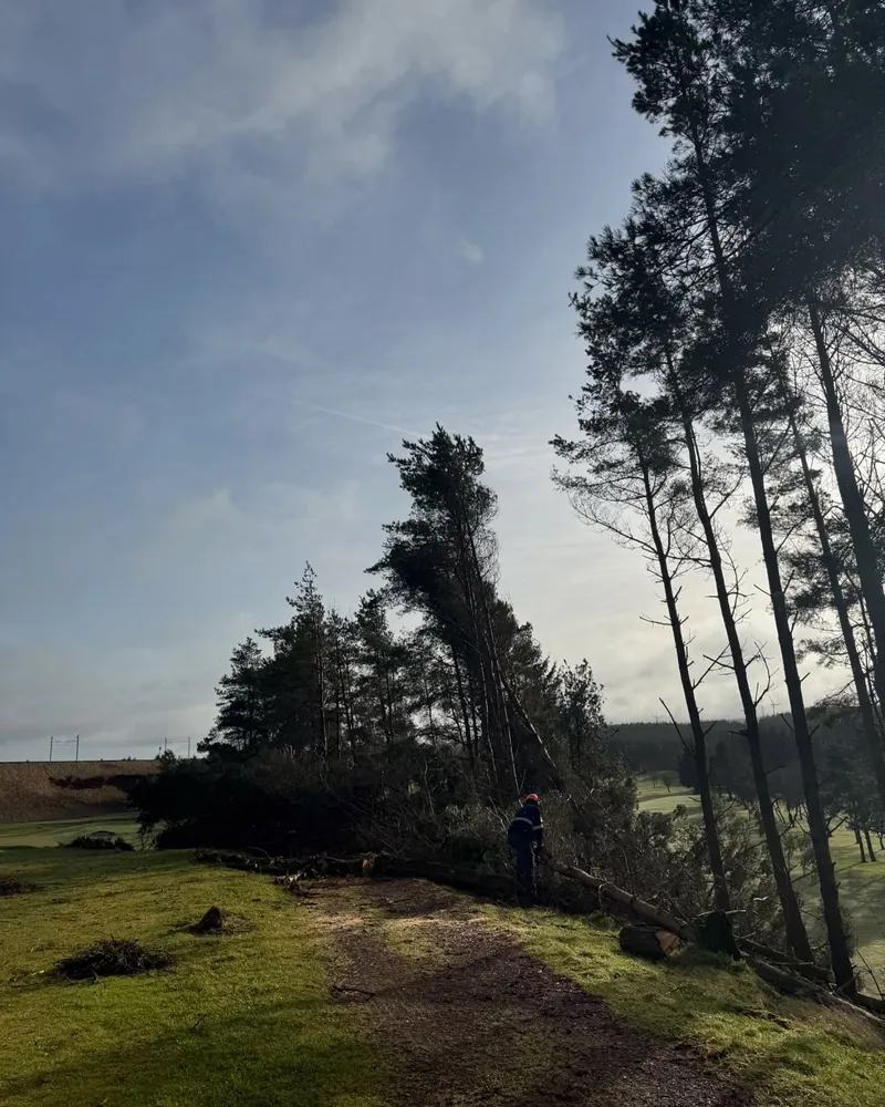 SNL arborist felling a large pine tree on parkland in Central Scotland